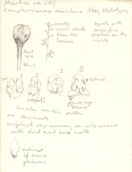 Vorschaubild Camphoromoea venulosa Nees